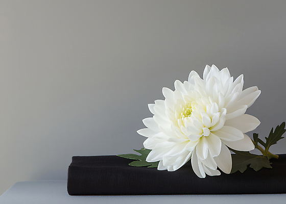 JPG 편집이미지 한송이 국화 사람없음 회색 천 애도 위로 장례식 추모 편집실사 AI포토 AI콘텐츠 1 꽃 컬러 직물 CG 송이 파일형식