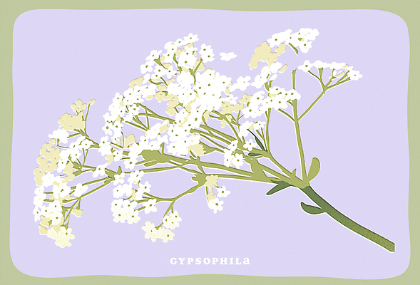 포스터 일러스트 사람없음 보라색 오브젝트 안개꽃 국내일러스트 AI파일 꽃 컬러 한해살이풀 파일형식 벡터