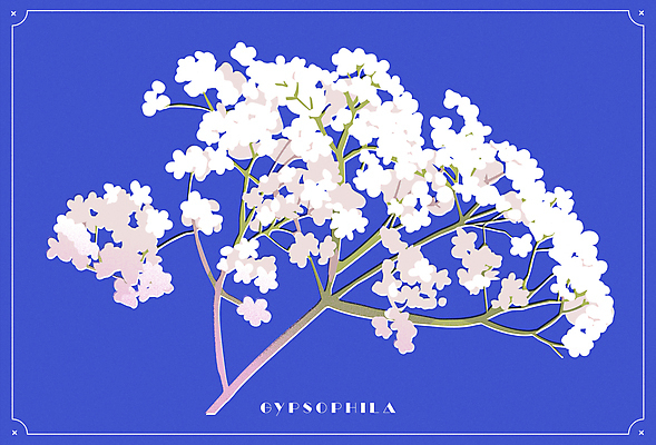 포스터 일러스트 사람없음 파란색 오브젝트 안개꽃 국내일러스트 AI파일 꽃 컬러 한해살이풀 파일형식 벡터