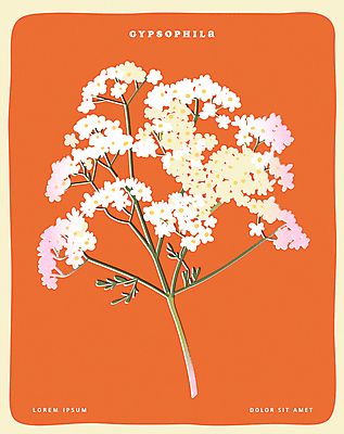 포스터 일러스트 사람없음 빨간색 오브젝트 안개꽃 국내일러스트 AI파일 꽃 컬러 한해살이풀 파일형식 벡터