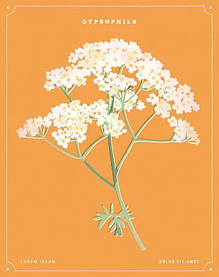 포스터 일러스트 사람없음 주황색 오브젝트 안개꽃 국내일러스트 AI파일 꽃 컬러 한해살이풀 파일형식 벡터