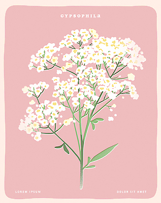 포스터 분홍색 일러스트 사람없음 오브젝트 안개꽃 국내일러스트 AI파일 꽃 컬러 한해살이풀 파일형식 벡터