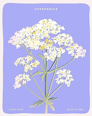 포스터 일러스트 사람없음 보라색 오브젝트 안개꽃 국내일러스트 AI파일 꽃 컬러 한해살이풀 파일형식 벡터