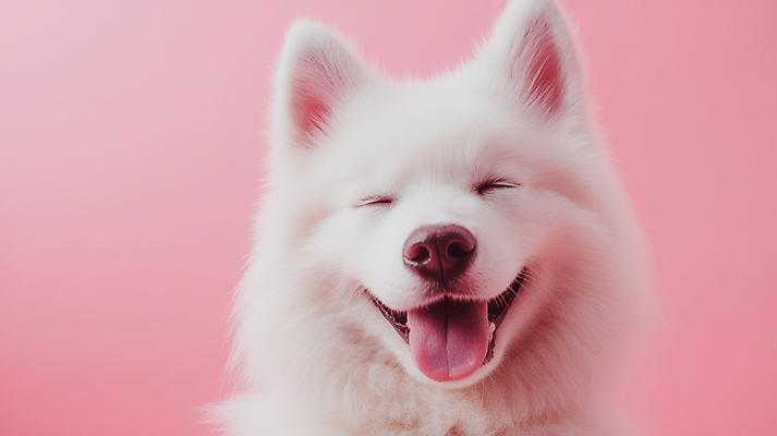 JPG 편집이미지 반려견 분홍색 관리 사람없음 귀여움 사모예드 애견미용 편집실사 AI포토 AI콘텐츠 컬러 컨셉 반려동물 뷰티 개 CG 파일형식