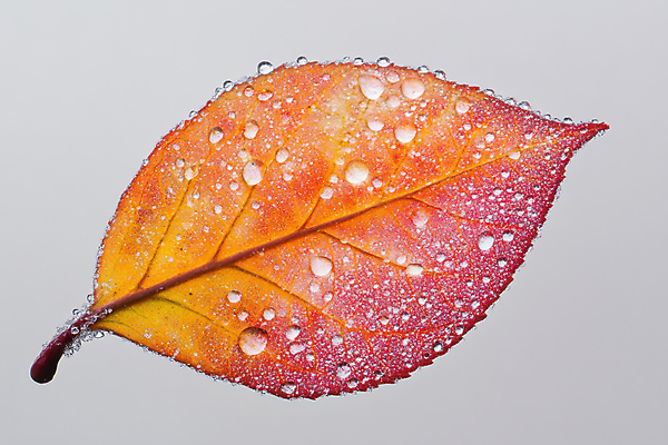 JPG 편집이미지 단풍 낙엽 겨울 자연 사람없음 물방울 편집실사 AI컴퓨터그래픽 AI콘텐츠 계절 잎 CG 생태계 파일형식