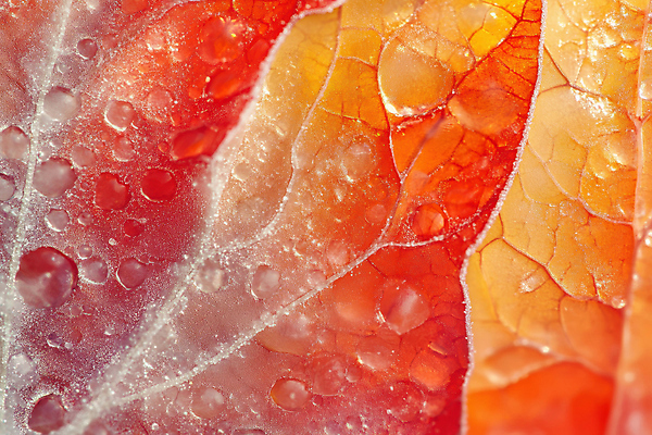 JPG 편집이미지 단풍 낙엽 겨울 자연 사람없음 물방울 확대 서리 편집실사 AI컴퓨터그래픽 AI콘텐츠 계절 잎 CG 생태계 파일형식