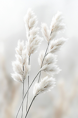 JPG 편집이미지 자연 갈대 선물 사람없음 고요 흰색 편안함 팜파스그라스 편집실사 AI포토 AI콘텐츠 식물 컬러 감각 CG 생태계 파일형식