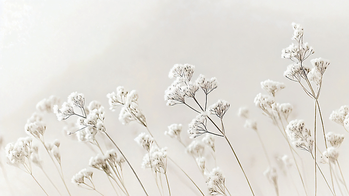 JPG 편집이미지 꽃 선물 사람없음 고요 흰색 편안함 편집실사 AI포토 AI콘텐츠 식물 컬러 감각 CG 파일형식