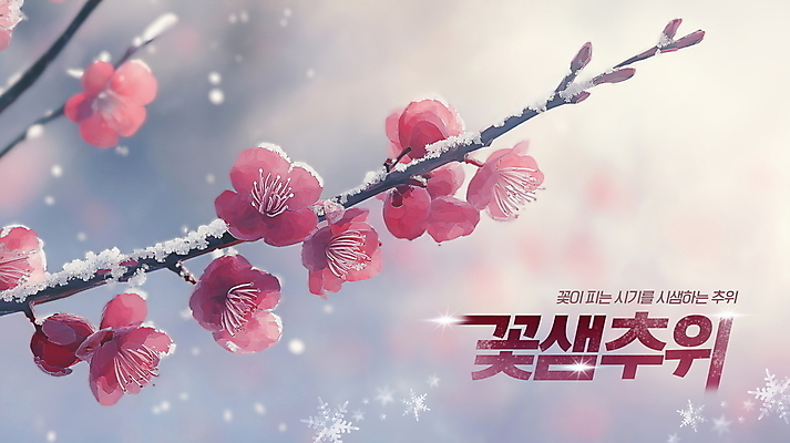 PSD 편집이미지 자연 눈꽃 사람없음 봄 추위 매화 서리 환절기 겨울풍경 꽃샘추위 이미지편집 계절 꽃 겨울 눈_날씨 풍경 생태계 파일형식