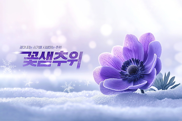PSD 편집이미지 자연 눈꽃 사람없음 보라색 봄 추위 서리 쌓인눈 아네모네 환절기 꽃샘추위 이미지편집 계절 꽃 컬러 눈_날씨 생태계 파일형식