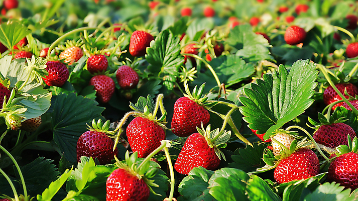 JPG 편집이미지 잎 딸기 사람없음 빨간색 농장 수확 신선 딸기밭 편집실사 AI포토 AI콘텐츠 식물 컬러 밭 농업 과일 CG 파일형식