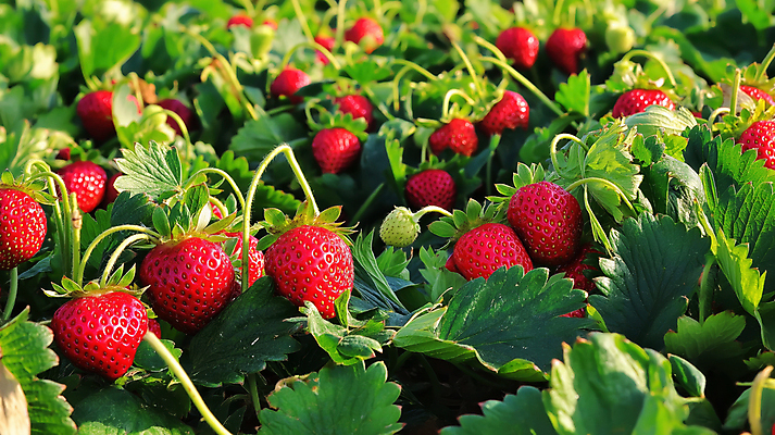 JPG 편집이미지 잎 딸기 사람없음 빨간색 농장 수확 신선 딸기밭 편집실사 AI포토 AI콘텐츠 식물 컬러 밭 농업 과일 CG 파일형식