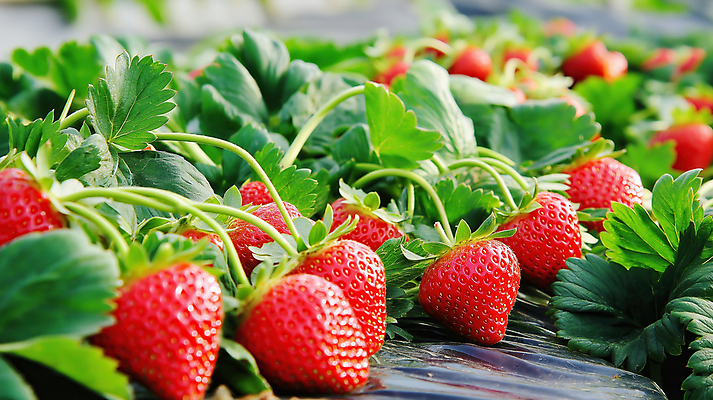 JPG 편집이미지 잎 딸기 사람없음 빨간색 농장 수확 신선 딸기밭 편집실사 AI포토 AI콘텐츠 식물 컬러 밭 농업 과일 CG 파일형식