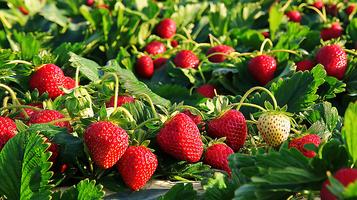 JPG 편집이미지 잎 딸기 사람없음 빨간색 농장 수확 신선 딸기밭 편집실사 AI포토 AI콘텐츠 식물 컬러 밭 농업 과일 CG 파일형식