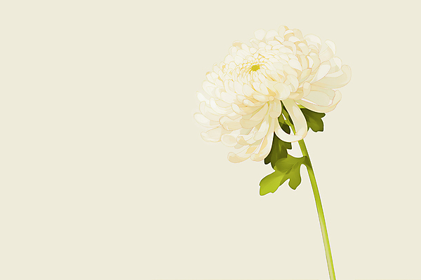 JPG 꽃잎 일러스트 국화 사람없음 심플 베이지색 국내일러스트 AI일러스트 AI콘텐츠 꽃 컬러 파일형식