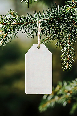 PSD 편집이미지 사람없음 초록색 꼬리표 나뭇가지 묶기 솔잎 짚끈 카피스페이스 이미지편집 편집실사 나무 컬러 잎 모션 라벨 공백 끈 CG 파일형식