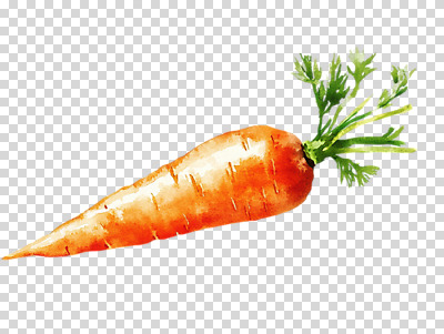 편집이미지 수채화 누끼 사람없음 당근 PNG 편집소스 뿌리채소 파일형식