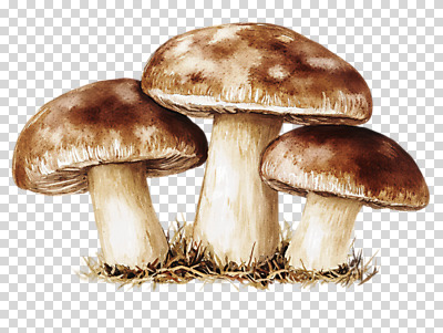 편집이미지 수채화 누끼 사람없음 버섯 PNG 편집소스 파일형식