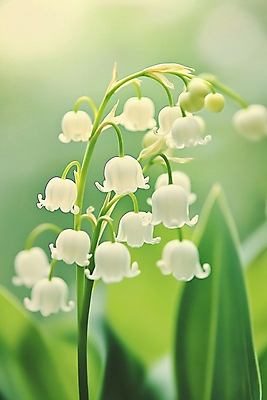 JPG 편집이미지 자연 사람없음 연두색 빛 봄 은방울꽃 편집실사 AI포토 AI콘텐츠 계절 꽃 초록색 CG 생태계 파일형식