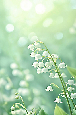 JPG 편집이미지 자연 사람없음 연두색 빛 봄 보케 은방울꽃 편집실사 AI포토 AI콘텐츠 계절 꽃 초록색 CG 생태계 파일형식