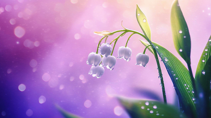 JPG 편집이미지 자연 사람없음 빛 보라색 봄 물방울 보케 은방울꽃 편집실사 AI포토 AI콘텐츠 계절 꽃 컬러 CG 생태계 파일형식