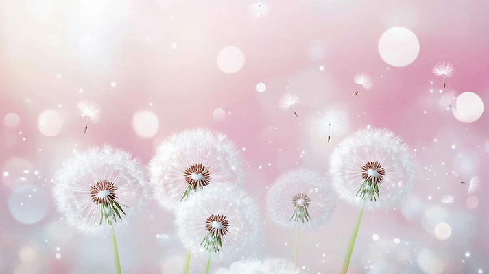 JPG 편집이미지 분홍색 자연 사람없음 빛 보케 민들레홀씨 편집실사 AI포토 AI콘텐츠 컬러 민들레 CG 생태계 파일형식