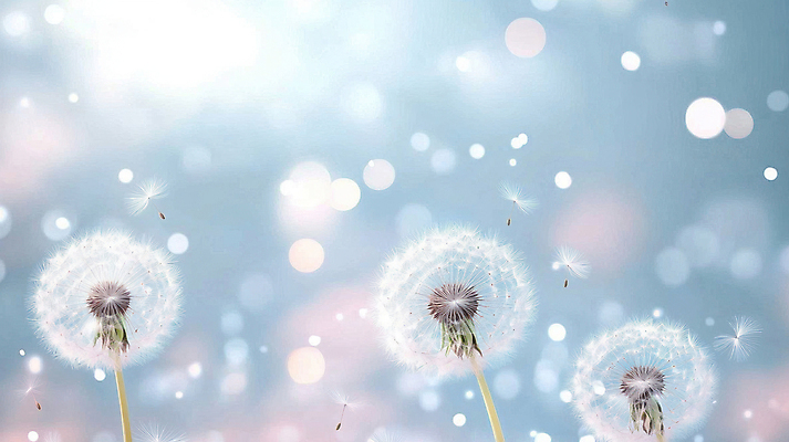 JPG 편집이미지 하늘색 자연 사람없음 빛 보케 민들레홀씨 편집실사 AI포토 AI콘텐츠 파란색 민들레 CG 생태계 파일형식