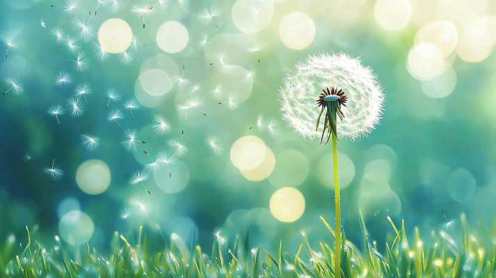 JPG 편집이미지 자연 사람없음 초록색 빛 보케 민들레홀씨 편집실사 AI포토 AI콘텐츠 컬러 민들레 CG 생태계 파일형식