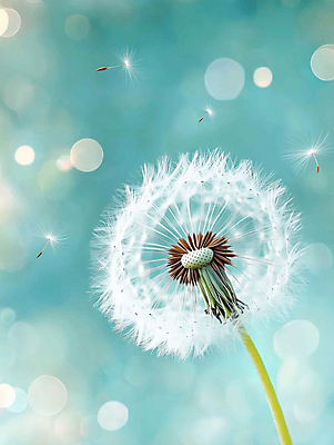 JPG 편집이미지 자연 사람없음 빛 보케 청록색 민들레홀씨 편집실사 AI포토 AI콘텐츠 컬러 민들레 CG 생태계 파일형식