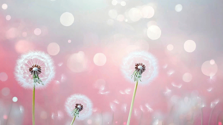 JPG 편집이미지 분홍색 자연 사람없음 빛 보케 민들레홀씨 편집실사 AI포토 AI콘텐츠 컬러 민들레 CG 생태계 파일형식