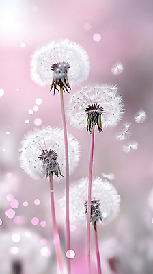 JPG 편집이미지 분홍색 자연 사람없음 빛 보케 민들레홀씨 편집실사 AI포토 AI콘텐츠 컬러 민들레 CG 생태계 파일형식