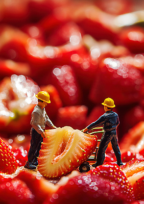 JPG 전신 편집이미지 모자 남자 과일 단면 작업복 성인 두명 빨간색 수레 미니어처 잡기 성인남자만 딸기농장 편집실사 AI포토 AI콘텐츠 잡화 옷 컬러 모션 딸기 사람 농장 모형 카트 CG 남자만 성인만 파일형식