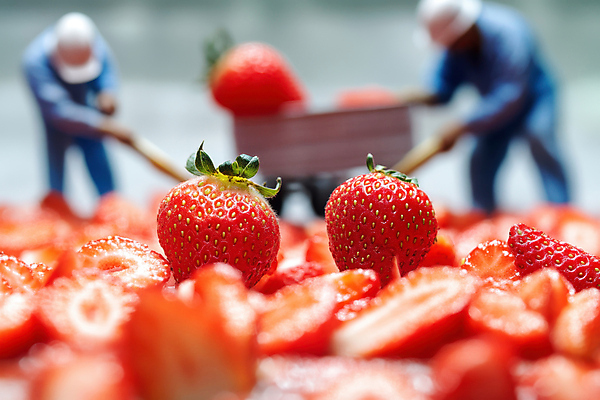 JPG 전신 편집이미지 모자 남자 과일 단면 작업복 들기 성인 두명 빨간색 수레 미니어처 삽 성인남자만 딸기농장 편집실사 AI포토 AI콘텐츠 잡화 옷 컬러 모션 딸기 사람 농장 모형 카트 CG 남자만 성인만 파일형식