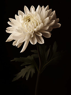 JPG 편집이미지 국화 사람없음 검은색 어둠 흰색 장례 근조 조문 추모 상조 편집실사 AI포토 AI콘텐츠 꽃 컬러 CG 파일형식