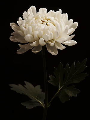 JPG 편집이미지 국화 사람없음 검은색 어둠 흰색 장례 근조 조문 추모 상조 편집실사 AI포토 AI콘텐츠 꽃 컬러 CG 파일형식