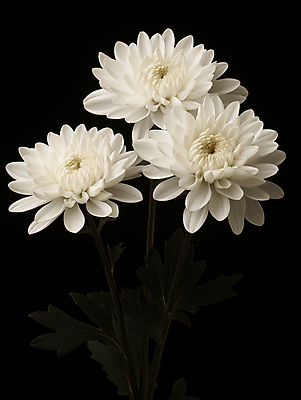 JPG 편집이미지 국화 사람없음 검은색 어둠 흰색 장례 근조 조문 추모 상조 편집실사 AI포토 AI콘텐츠 꽃 컬러 CG 파일형식