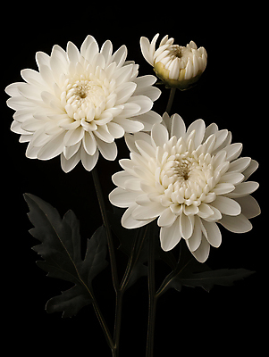 JPG 편집이미지 국화 사람없음 검은색 어둠 흰색 장례 근조 조문 추모 상조 편집실사 AI포토 AI콘텐츠 꽃 컬러 CG 파일형식