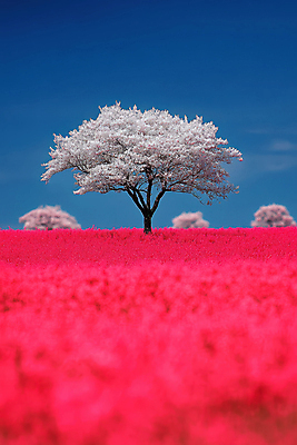 JPG 나무 편집이미지 분홍색 자연 하늘 초원 사람없음 파란색 편집실사 AI컴퓨터그래픽 AI콘텐츠 식물 컬러 CG 생태계 파일형식