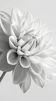 JPG 편집이미지 꽃 자연 흑백 사람없음 이미지 편집실사 AI포토 AI콘텐츠 식물 촬영기법 CG 생태계 파일형식