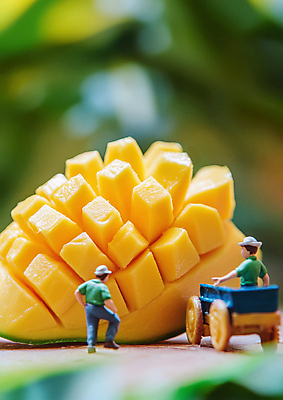 JPG 전신 편집이미지 모자 남자 과일 성인 두명 농장 수레 미니어처 운반 농부 망고 성인남자만 편집실사 AI포토 AI콘텐츠 직업 잡화 농업 사람 모형 카트 CG 열대과일 남자만 성인만 파일형식