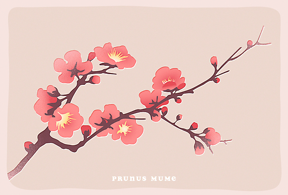 포스터 분홍색 일러스트 사람없음 봄 매화나무 홍매화 국내일러스트 AI파일 카드프레임 나무 계절 컬러 프레임 매화 파일형식 벡터