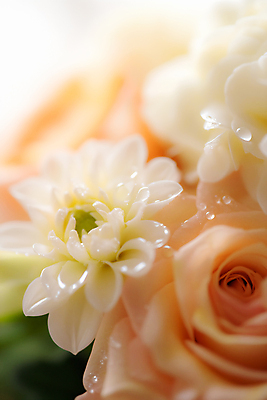 JPG 편집이미지 꽃다발 나뭇잎 선물 근접촬영 사람없음 장미 봄 로맨틱 물방울 빈티지 이슬 화사함 편집실사 AI포토 AI콘텐츠 계절 꽃 뷰포인트 컨셉 잎 CG 파일형식