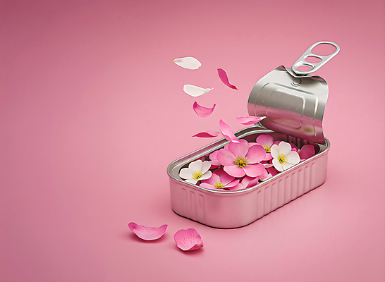 JPG 편집이미지 꽃잎 분홍색 봄꽃 사람없음 오픈 캔 담기 통조림 봄맞이 편집실사 AI컴퓨터그래픽 AI콘텐츠 꽃 컬러 모션 봄 CG 파일형식