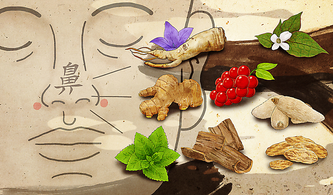 PSD 얼굴 일러스트 붓터치 건강 성인 신체부위 한의학 약초 한약 코 나무껍질 도라지꽃 도라지 동의보감 비염 오미자 어성초 성인한명만 국내일러스트 나무 꽃 의학 사람 약 껍질 한약재 풀_식물 의술서적 성인만 파일형식