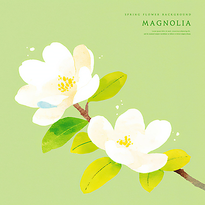 PSD 꽃백그라운드 일러스트 봄꽃 자연 나뭇잎 수채화 사람없음 연두색 나뭇가지 감성 목련 국내일러스트 나무 꽃 백그라운드 컨셉 잎 초록색 봄 생태계 파일형식