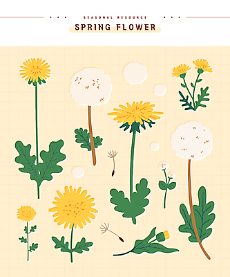 스티커 잎 일러스트 봄꽃 사람없음 노란색 민들레홀씨 엘리먼트 국내일러스트 AI파일 식물 꽃 컬러 봄 민들레 파일형식 벡터