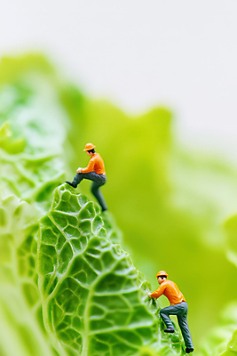 JPG 전신 편집이미지 남자 유니폼 협력 노동자 성인 두명 연두색 등산 피규어 안전모 양배추 오르기 성인남자만 편집실사 AI포토 AI콘텐츠 직업 옷 채소 모션 사람 초록색 트래킹 미니어처 헬멧 안전장비 CG 남자만 성인만 파일형식