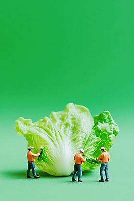 JPG 전신 편집이미지 남자 유니폼 협력 노동자 성인 세명 초록색 농장 피규어 작업 안전모 검사_조사 양배추 성인남자만 편집실사 AI포토 AI콘텐츠 직업 옷 컬러 농업 채소 사람 미니어처 헬멧 안전장비 CG 남자만 성인만 파일형식