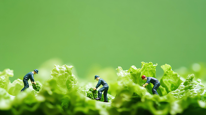 JPG 전신 편집이미지 남자 유니폼 협력 노동자 성인 세명 연두색 농장 피규어 작업 안전모 양배추 성인남자만 편집실사 AI포토 AI콘텐츠 직업 옷 농업 채소 사람 초록색 미니어처 헬멧 안전장비 CG 남자만 성인만 파일형식