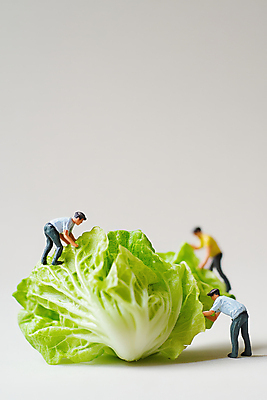 JPG 전신 편집이미지 남자 협력 노동자 허리숙이기 성인 세명 농장 피규어 회색 작업 양배추 오르기 성인남자만 편집실사 AI포토 AI콘텐츠 직업 컬러 농업 채소 모션 숙이기 사람 미니어처 CG 남자만 성인만 파일형식